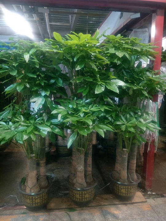 步步高發財樹